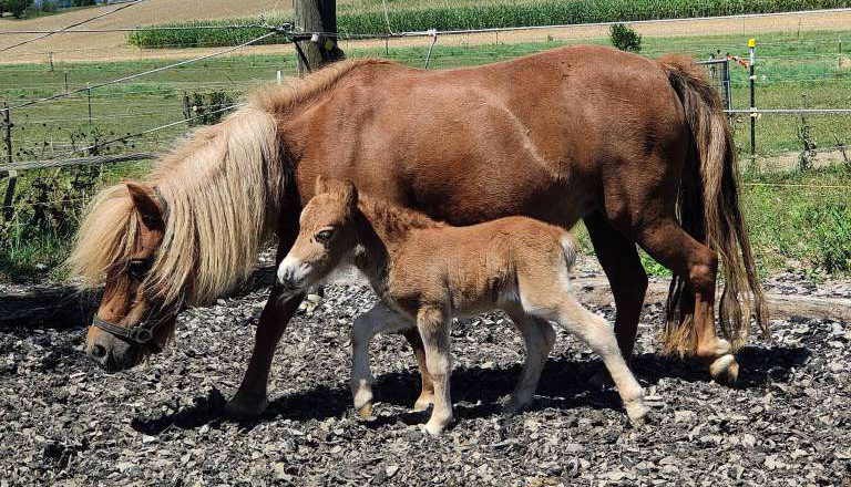 59+ Mini Pony 60 Cm Kaufen, Haustiere kaufen und verkaufen mit.