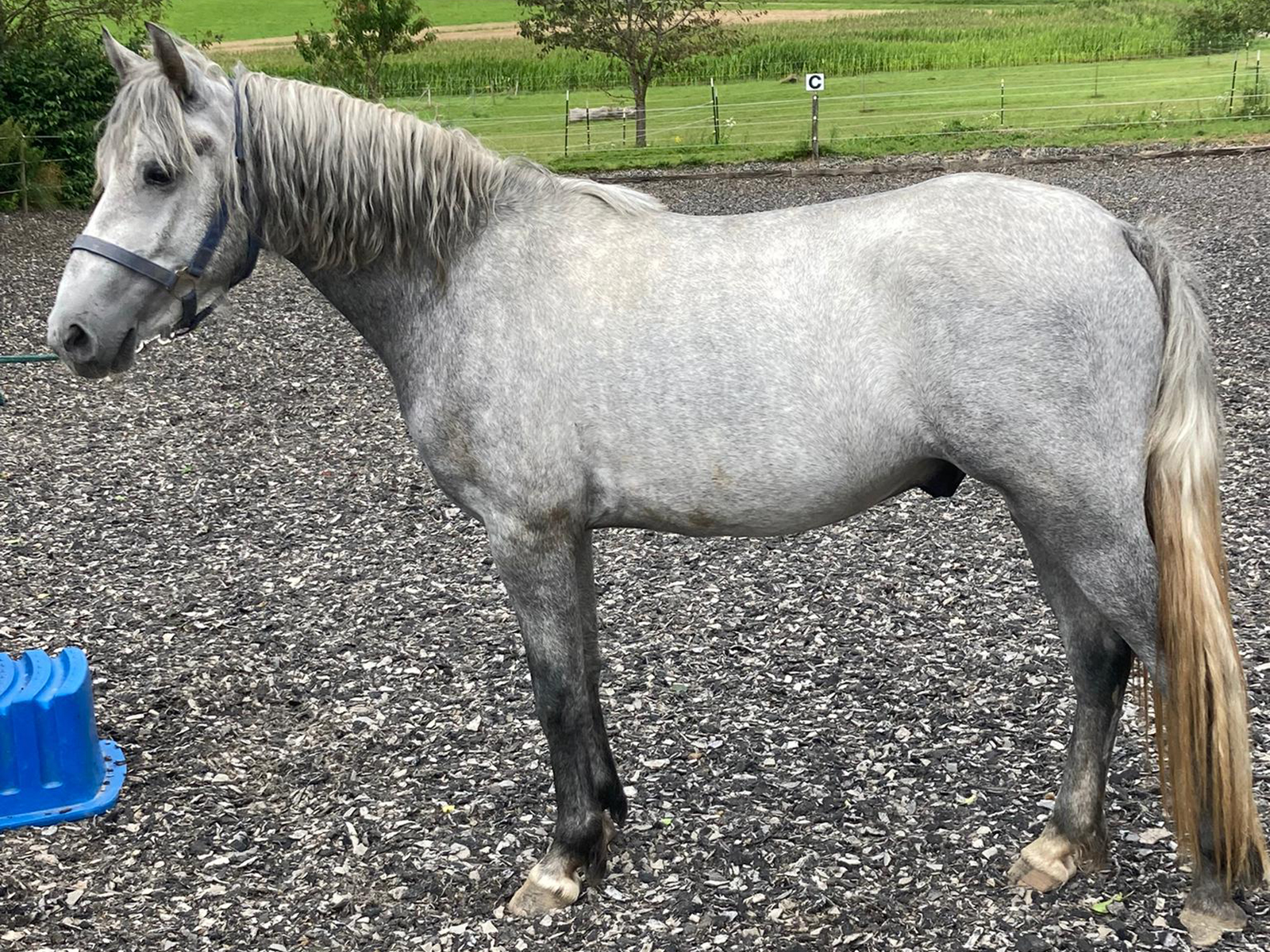 Verkauf Ponys - Pony und Pferdehof